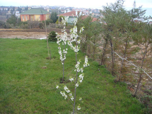 Titanik Pansiyon Ağva Exterior foto